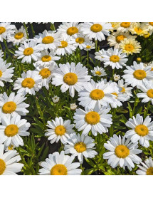 Leucanthemum x superbum Lablanche (2lt)