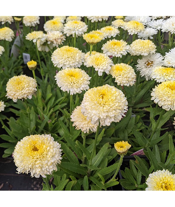 Leucanthemum x superbum Luna (1lt)