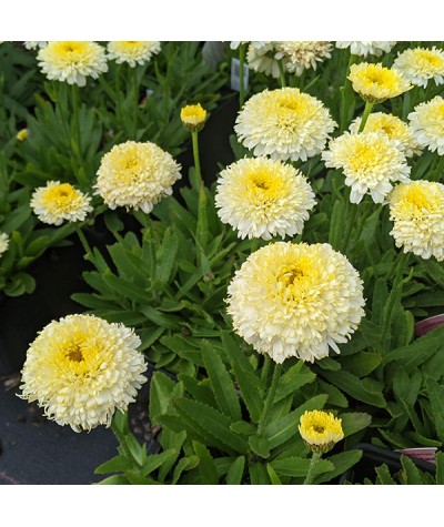 Leucanthemum x superbum Luna (1lt)