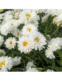 Leucanthemum x superbum Ooh La Laspider (0.8lt) Leucanthemum x superbum Ooh La Laspider (0.8lt)