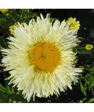 Leucanthemum x superbum Real Galaxy (1lt)