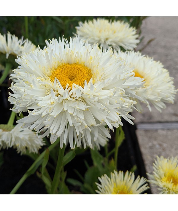 Leucanthemum x superbum Real Galaxy (1lt)