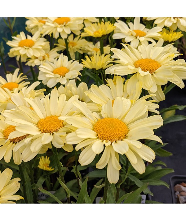 Leucanthemum x superbum Real Sunbeam (1lt)