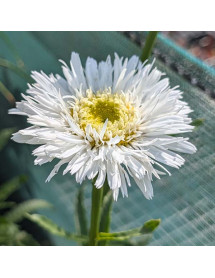 Leucanthemum x superbum Sante (1lt) Leucanthemum x superbum Sante (1lt)