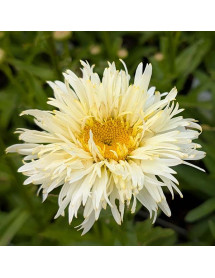 Leucanthemum x superbum Coconut (1lt)