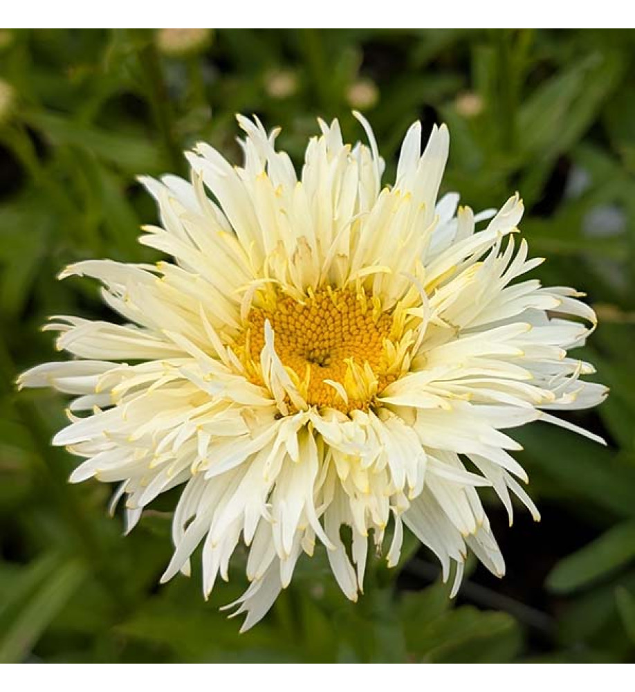 Leucanthemum x superbum Coconut (1lt)