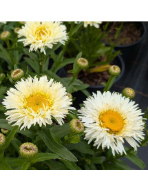 Leucanthemum x superbum Coconut (1lt)