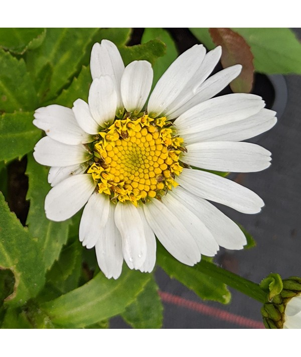 Leucanthemum x superbum Snow Lady (1lt)