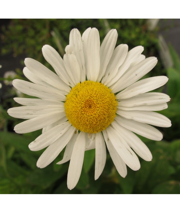 Leucanthemum vulgare (10cm)