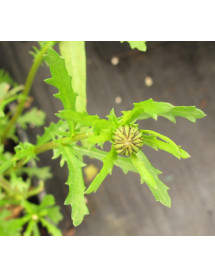 Leucanthemum vulgare Filigran (1lt)