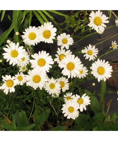 Leucanthemum vulgare (10cm)