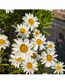 Leucanthemum x superbum Western Star Gemini (9cm)
