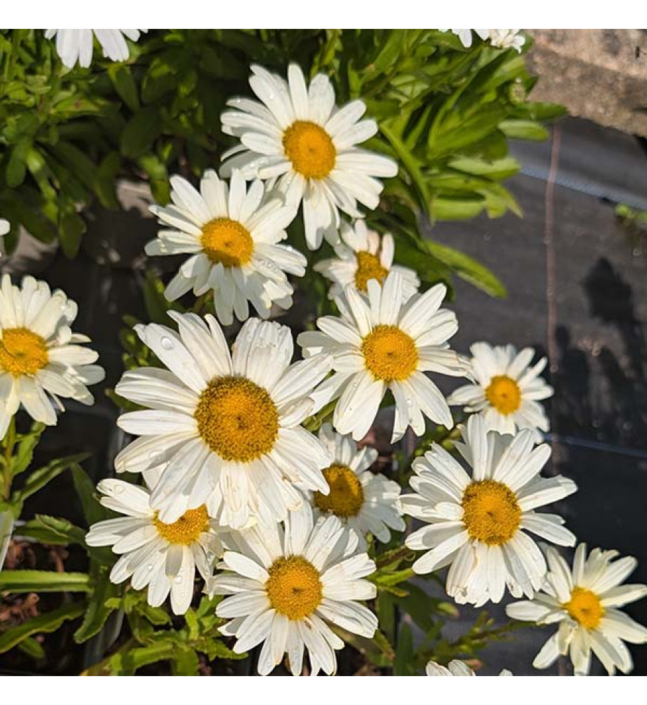 Leucanthemum x superbum Western Star Gemini (9cm)