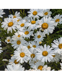 Leucanthemum x superbum Western Star Taurus (9cm)