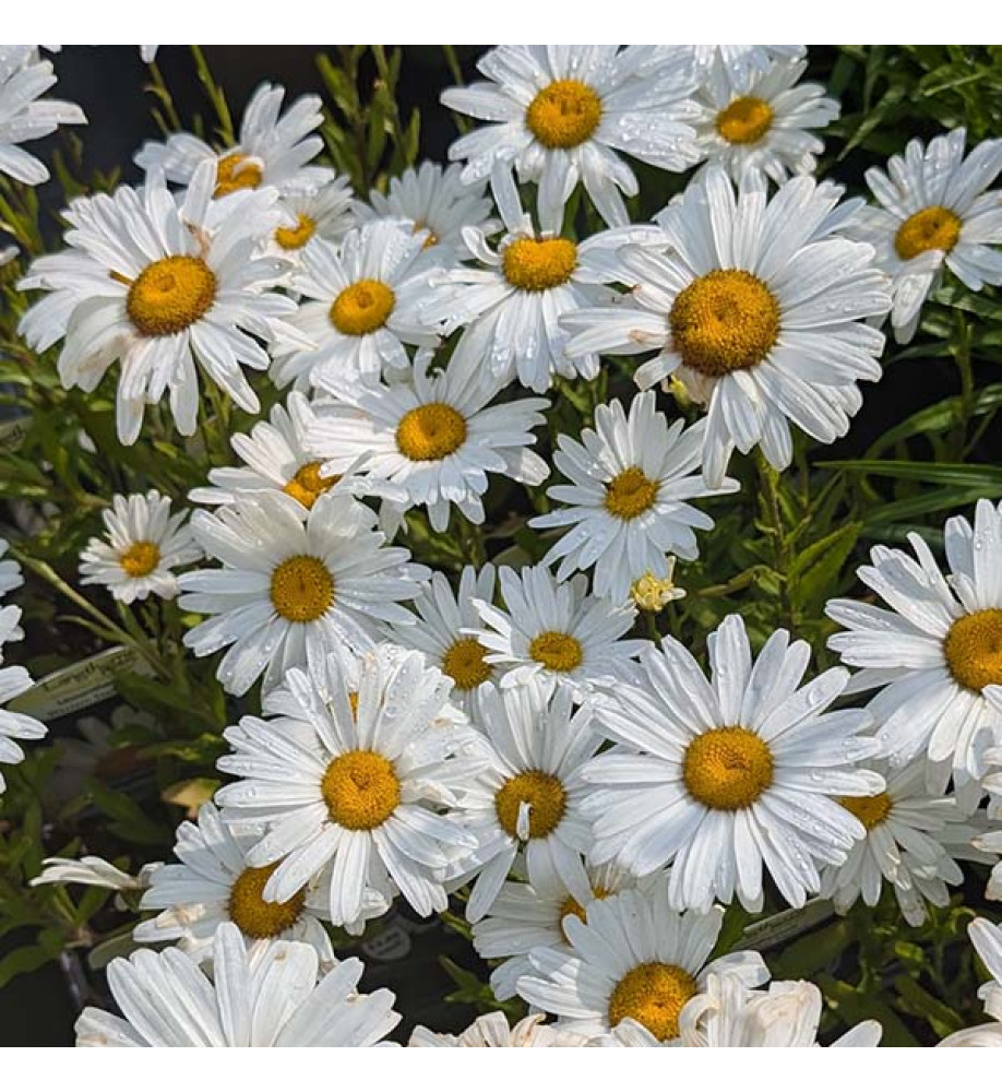 Leucanthemum x superbum Western Star Taurus (9cm)