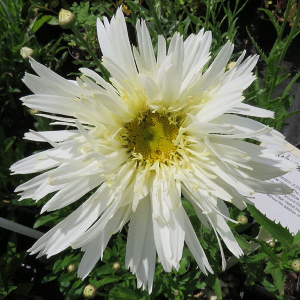 Leucanthemum x superbum Crazy Daisy (1lt)