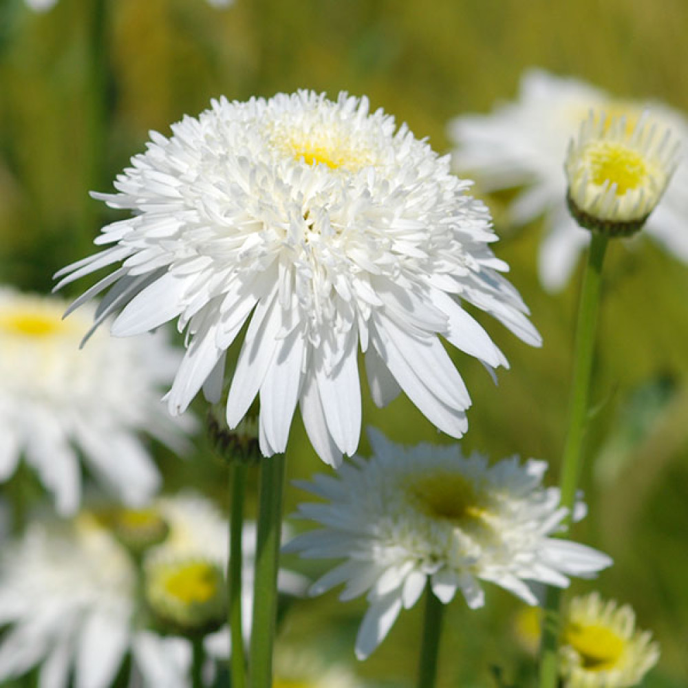 Leucanthemum x superbum Ice Star (1.5lt)