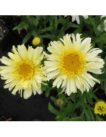 Leucanthemum x superbum Real Charmer (2lt)