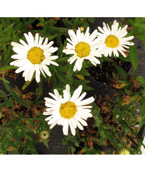 Leucanthemum x superbum Starburst (1lt)