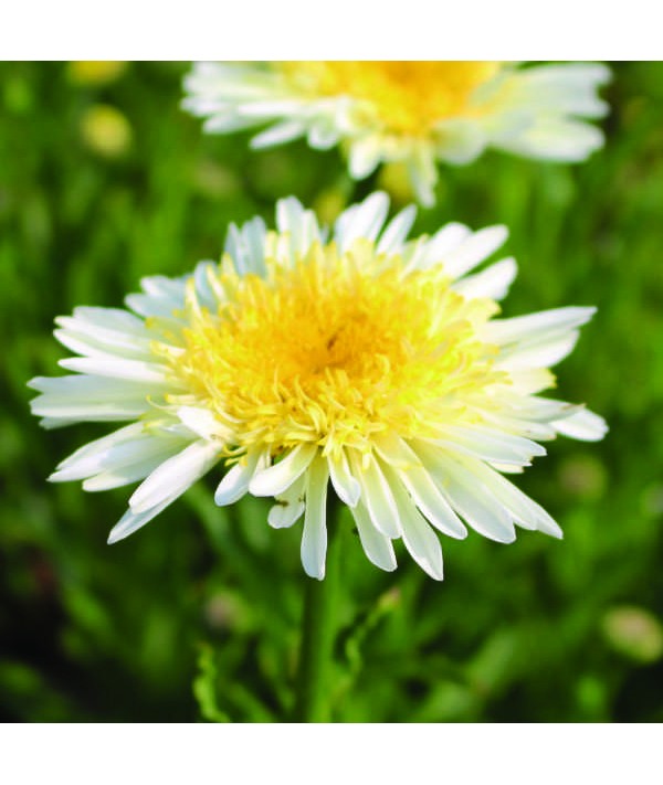 Leucanthemum x superbum Real Glory (1lt)