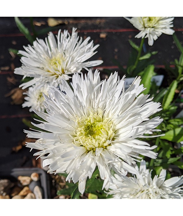 Leucanthemum x superbum Sante (1lt)