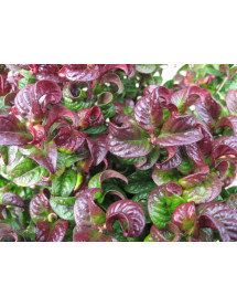 Leucothoe axillaris Curly Red (2lt)