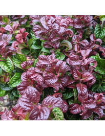 Leucothoe axillaris Curly Red (2lt)