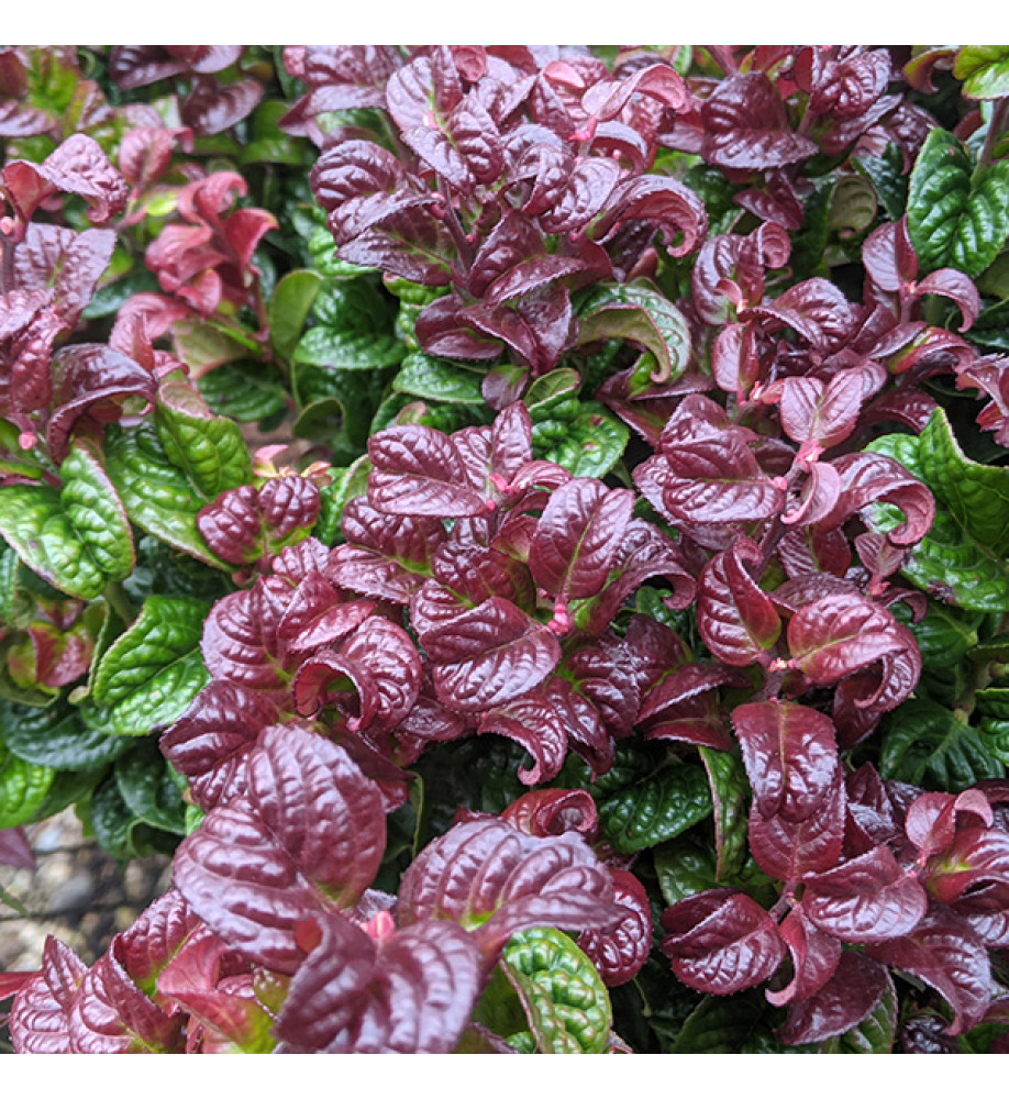 Leucothoe axillaris Curly Red (2lt)