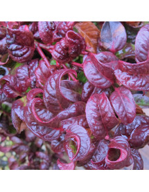 Leucothoe axillaris Curly Red (5lt)