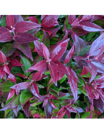 Leucothoe Scarletta (Zeblid) (5lt)