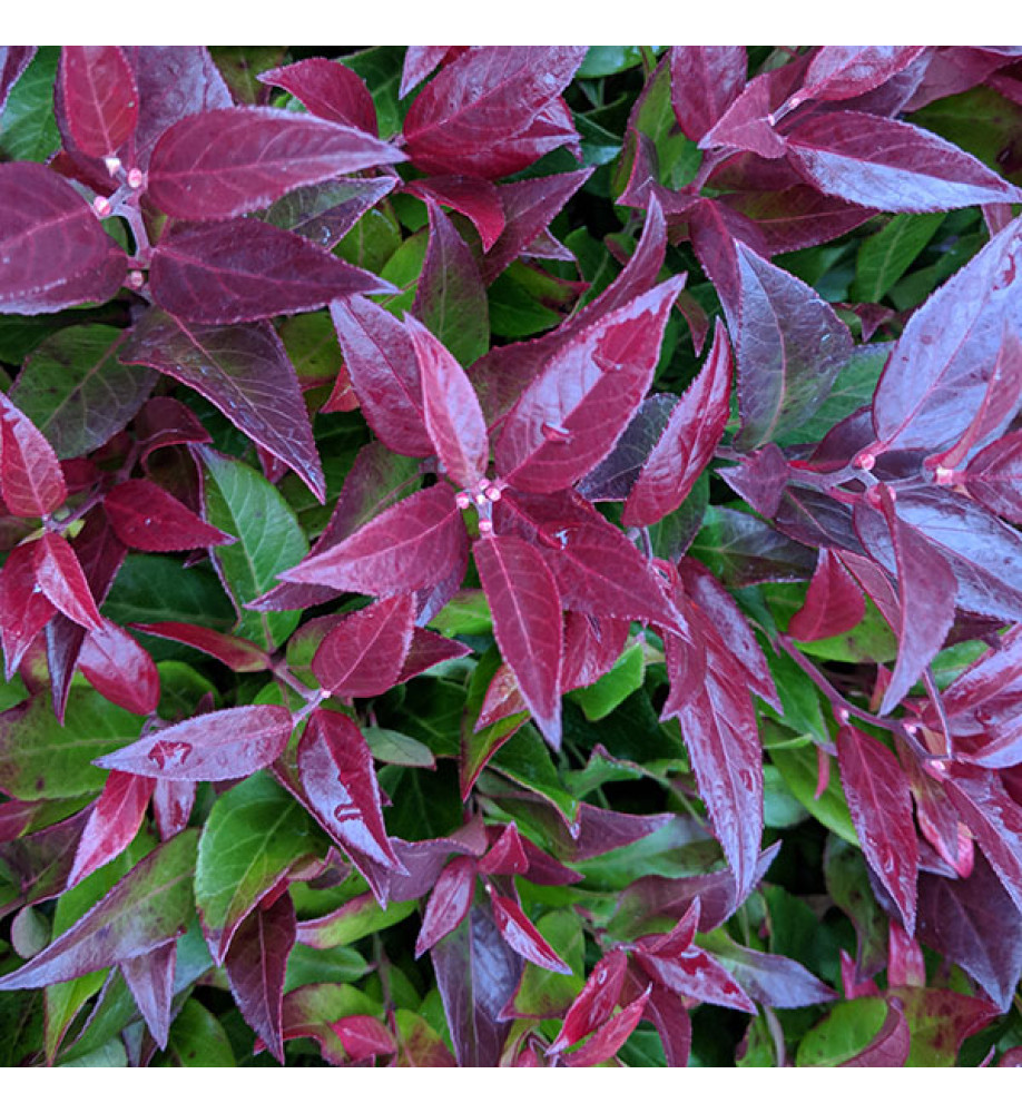 Leucothoe Scarletta (Zeblid) (5lt)