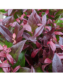 Leucothoe Scarletta (Zeblid) (5lt)