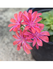 Lewisia cotyledon Elise Mixed (0.8lt) Lewisia cotyledon Elise Mixed (0.8lt)
