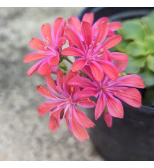 Lewisia cotyledon Elise Mixed (0.8lt)