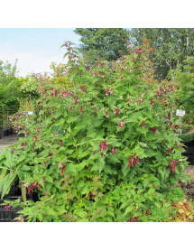 Leycesteria formosa (1.5lt)