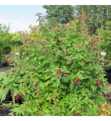 Leycesteria formosa (12lt)