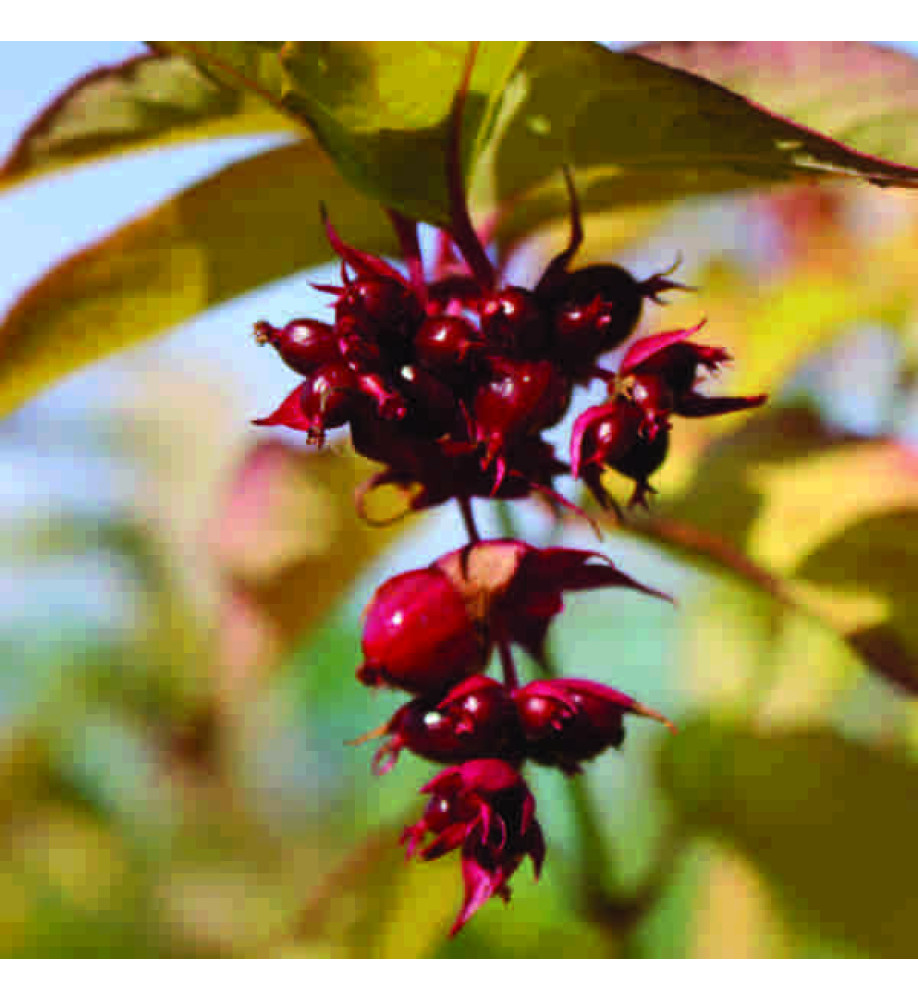 Leycesteria Gold Leaf (1.5lt)