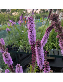 Liatris spicata (1lt)