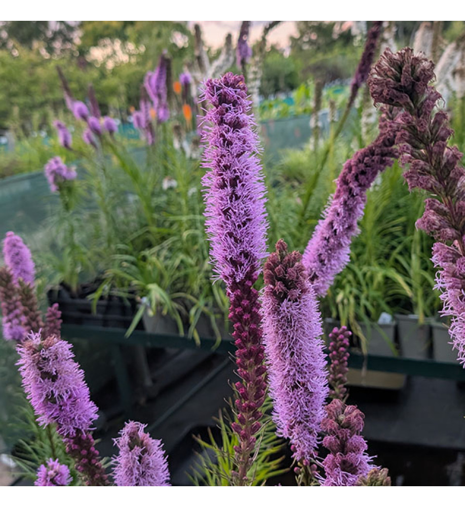 Liatris spicata (1lt)