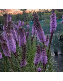 Liatris spicata (1lt)