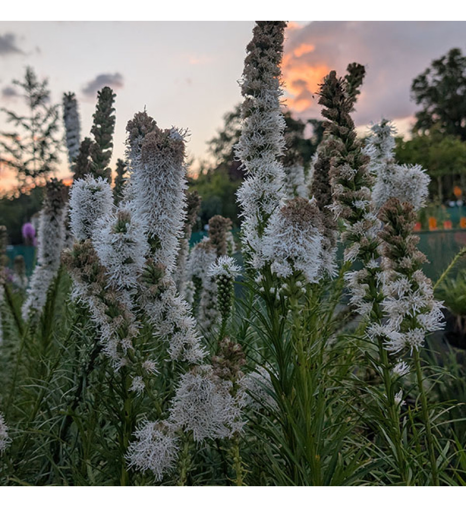 Liatris spicata Alba (1lt)