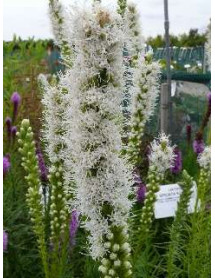 Liatris spicata Alba (1lt)