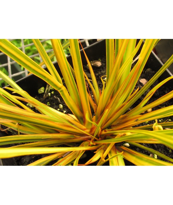 Libertia ixioides 'Goldfinger' (1.5lt) Libertia ixioides 'Goldfinger' (1.5lt)