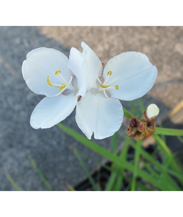 Libertia procera (1.5lt)