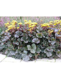 Ligularia Britt Marie Crawford (2lt)