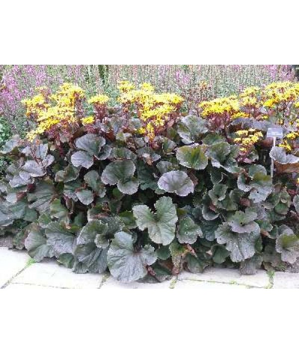 Ligularia Britt Marie Crawford (3lt)