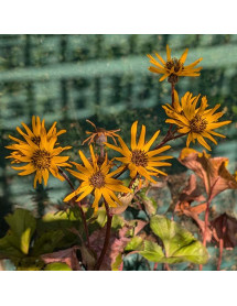 Ligularia Britt Marie Crawford (3lt)