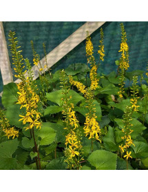 Ligularia The Rocket (3lt)