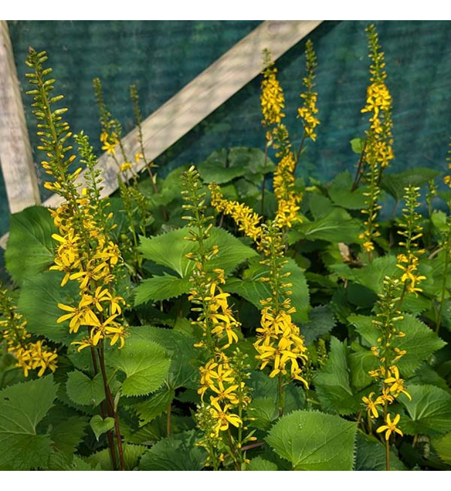 Ligularia The Rocket (3lt)