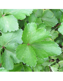 Ligusticum scoticum (1.5lt) Ligusticum scoticum (1.5lt)